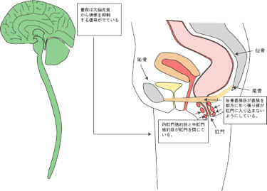 排便のメカニズム2