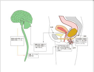 排便のメカニズム4