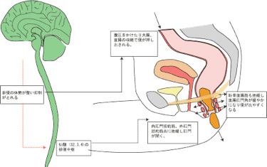 排便のメカニズム5