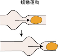 蠕動運動